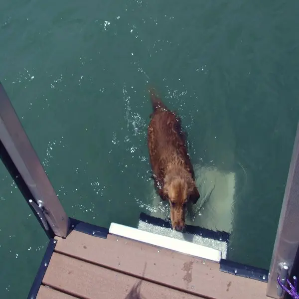 Wide-platform aluminum dog ladder mounted to a dock